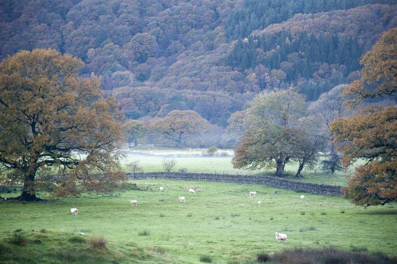 Free Stock Photo: Scenic landscape view of lush English countryside with grazing sheep below a wooded hillside on a misty day