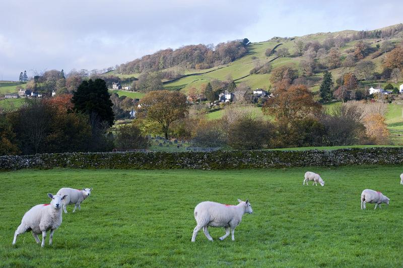 Free Stock Photo: Scenic English landscape with scattered homesteads on rolling hills and a flock of sheep grazing in a lush green pasture