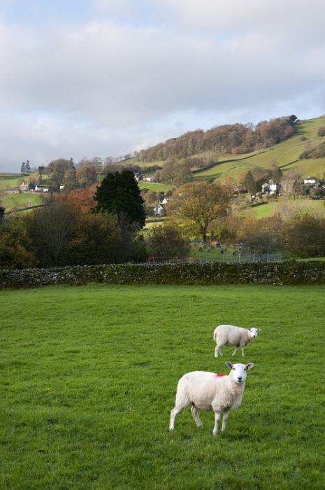 Free Stock Photo: Spring sheep grazing in a lush green pasture in the rolling English countryside of the Lake District