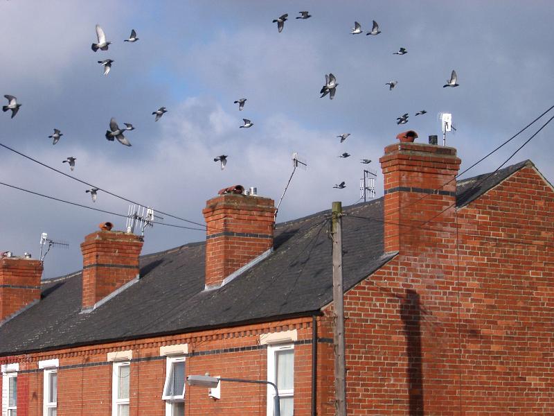 Free Stock Photo: terrace house rooftops and chimneys on a row of british houses