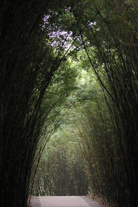 Free Stock Photo: Bamboo arches as a tall plantation of bamboo arch over a forest walk under the green leaves, receding perspective