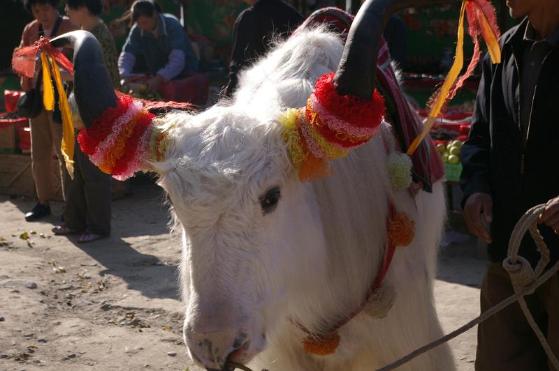 Free Stock Photo: White ox with decorated horns tied with colorful ribbons in a transport caravan in the mountains in China