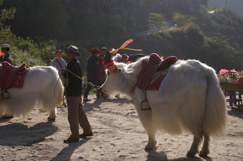 Free Stock Photo: a market in china with two white long haired ox