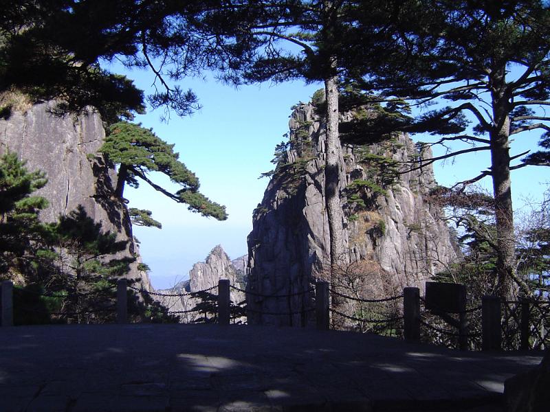 Free Stock Photo: Sugar pine trees on the Huangshan yellow mountain range in China in a scenic landscape view with rocky pinnacles rising straight up from the vegetation below
