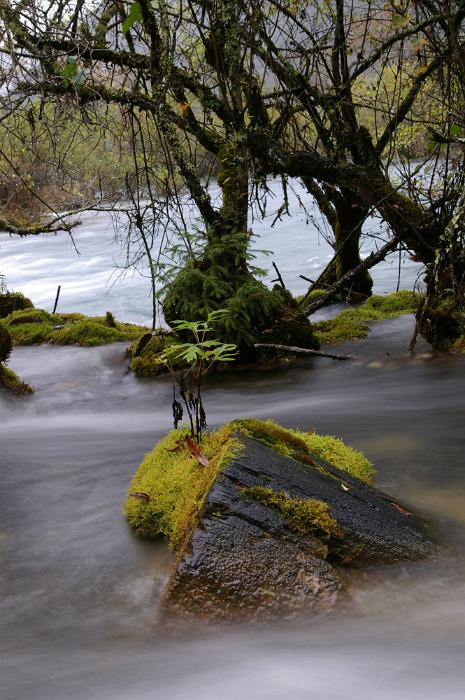 Free Stock Photo: Tranquil Scenic View of Moss Covered Rock in Middle of Rushing River in Lush Forest with Tangled Trees - Long Exposure of Old Boulder in Misty River Water