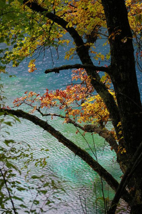 Free Stock Photo: Tranquil Scenic Nature Detail of Tree with Colorful Autumn Leaves on Bank of River with Turquoise Water
