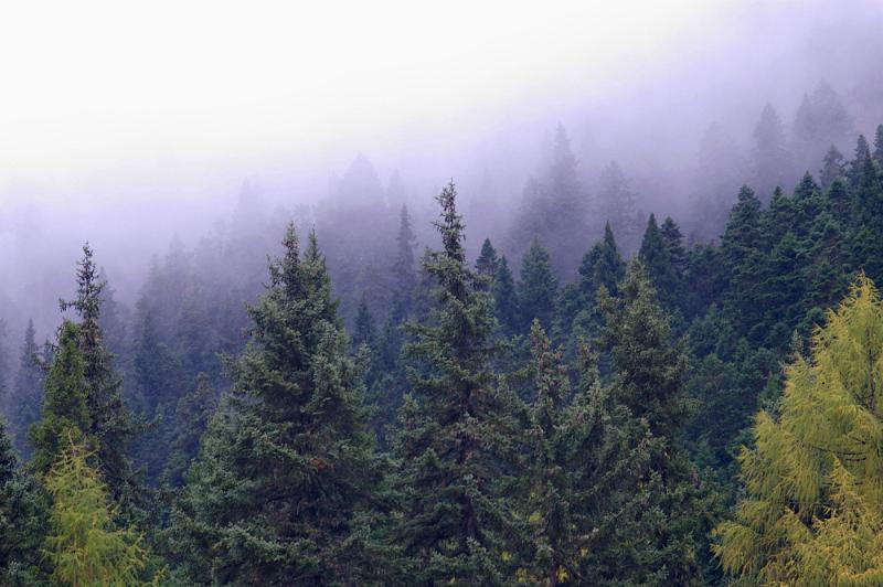 Free Stock Photo: Nature background of evergreen coniferous trees on a mountain shrouded in dense mist