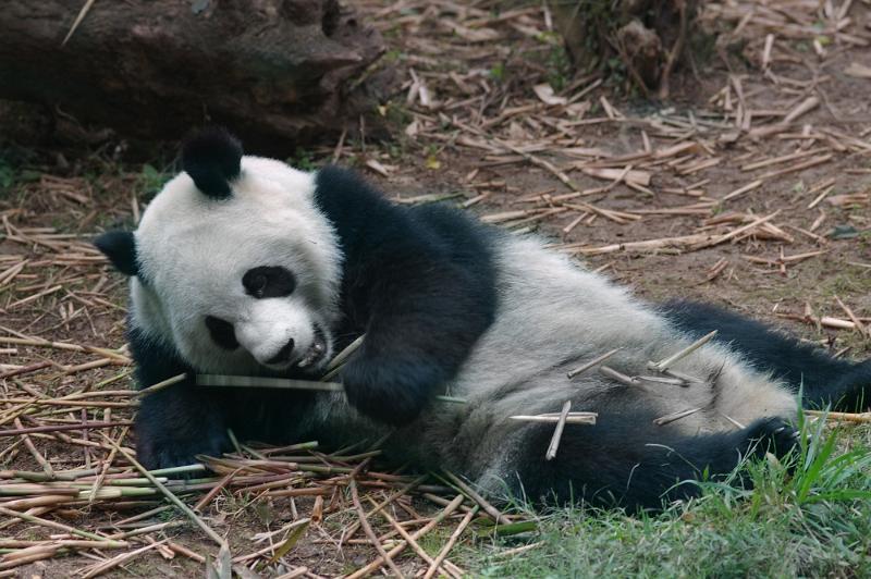 Free Stock Photo: Black and white panda, symbolic of China, lying on the ground eating bamboo shoots