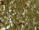 backgroundfestive0785.jpg (925356 bytes)