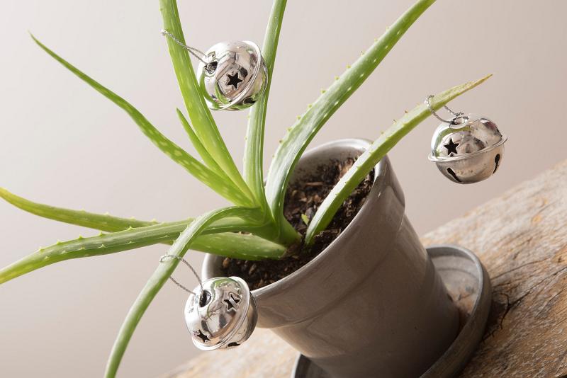 Free Stock Photo: angled view of a small plant decorated with silver christmas bells