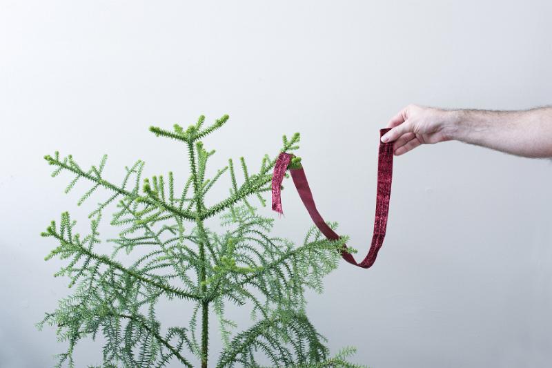 Download image of Concept of austerity at Christmas Free Stock Photo: Concept of austerity at Christmas with a lone red ribbon to decorate a small green pine Xmas tree