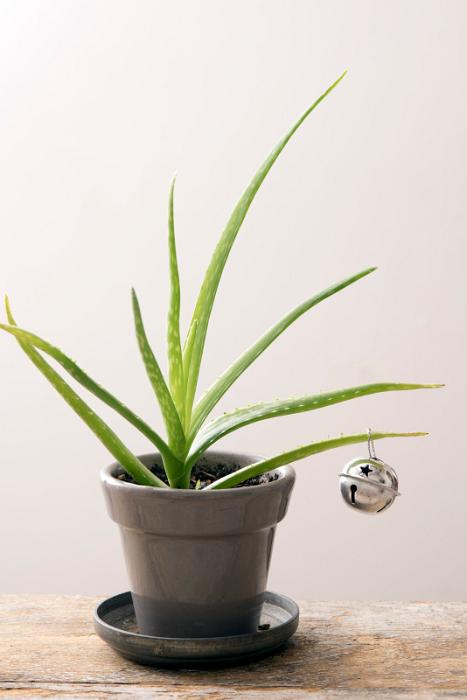 Download image of single christmas bauble Free Stock Photo: a lone silver jingle bell tied to a small aloe plant