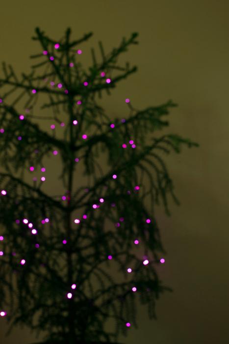 Download image of tree lit in a dark room Free Stock Photo: out of focus tree with pink purple lights in a darkened room