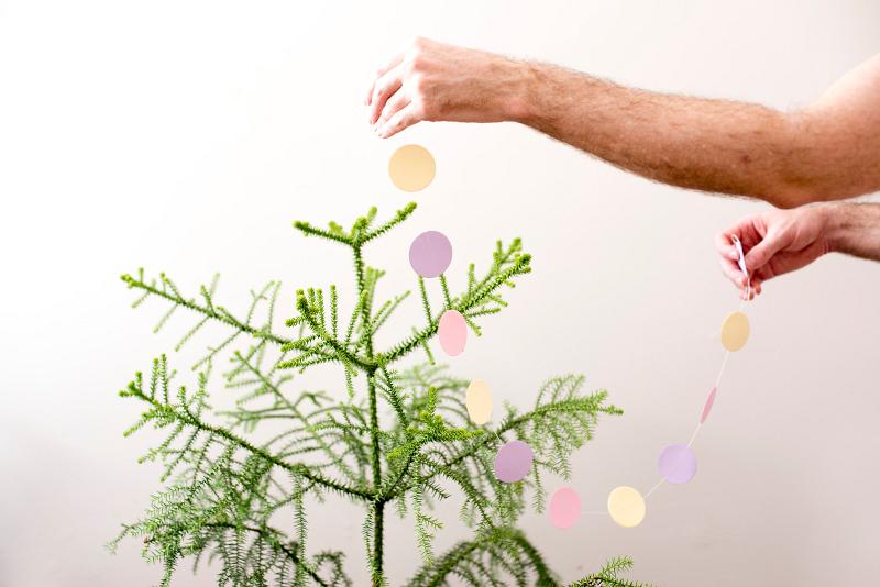 Download image of handing christmas decorations Free Stock Photo: hanging christmas garlands on a norfolk island christmas tree with plain background