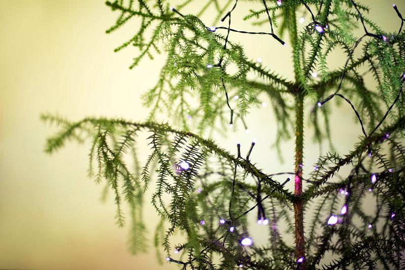 Free Stock Photo: details of a christmas tree with pink lights, photographed with a green tint