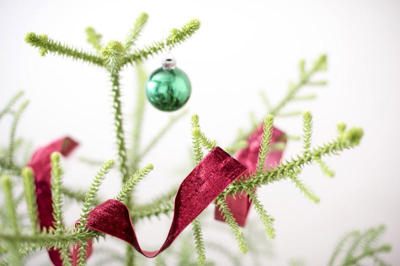 Free Stock Photo: Minimalist decorated Christmas tree with single green bauble and colorful red ribbon adorning the branches