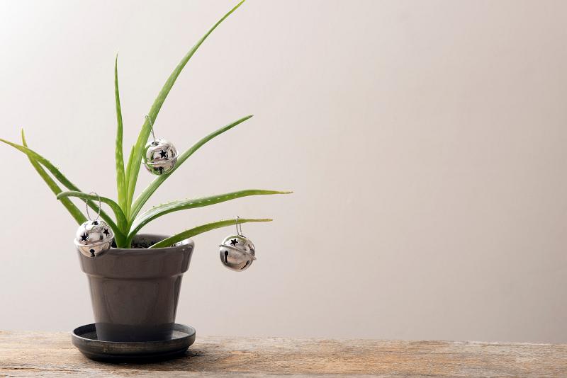 Free Stock Photo: minimal style christmas background, and aloe plant with some silver bells