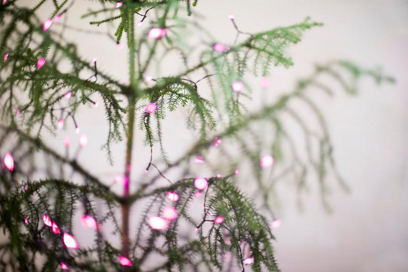 Free Stock Photo: pink chritmas lights on a plain christmas tree