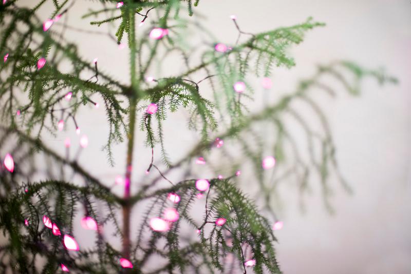 Download image of pink christmas lights Free Stock Photo: pink chritmas lights on a plain christmas tree