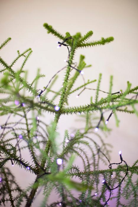 Download image of purple christmas lights Free Stock Photo: purple mini lights on a christmas tree