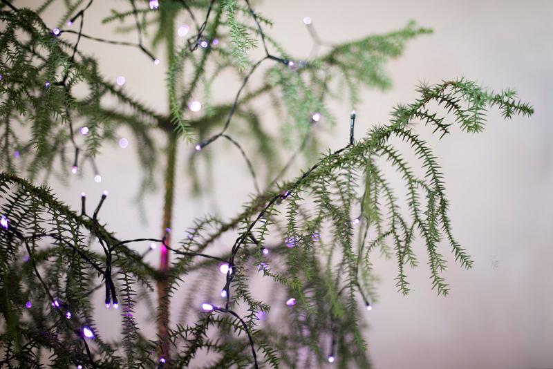 Download image of sparsely decorated tree Free Stock Photo: norfolk island pine christmas tree with lights