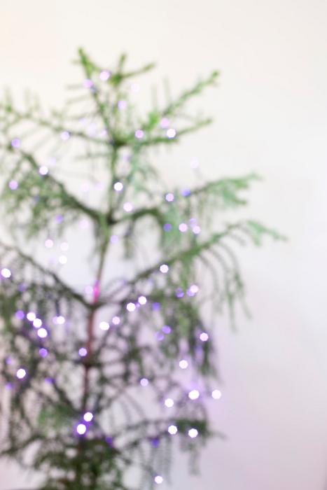 Free Stock Photo: defocused background of a christmas tree with purple twinkling lights