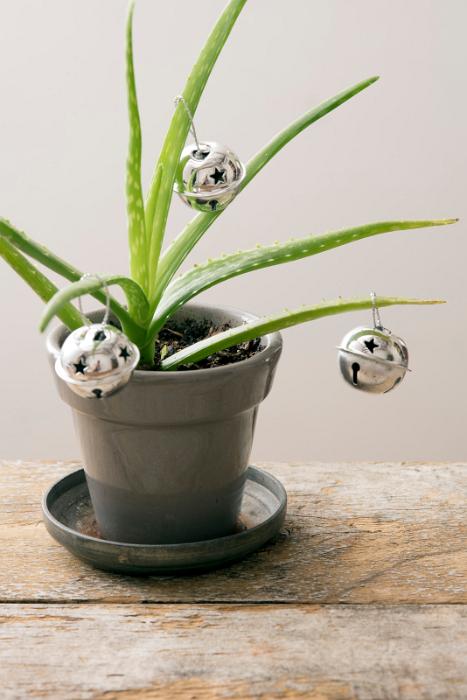 Free Stock Photo: a small aloe plant with silver jingle bells on a rustic table