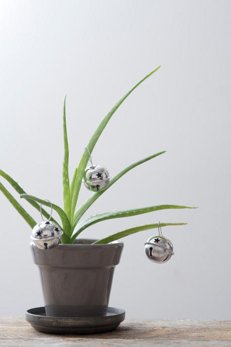 Free Stock Photo: side view of a small aloe plant with silver bells