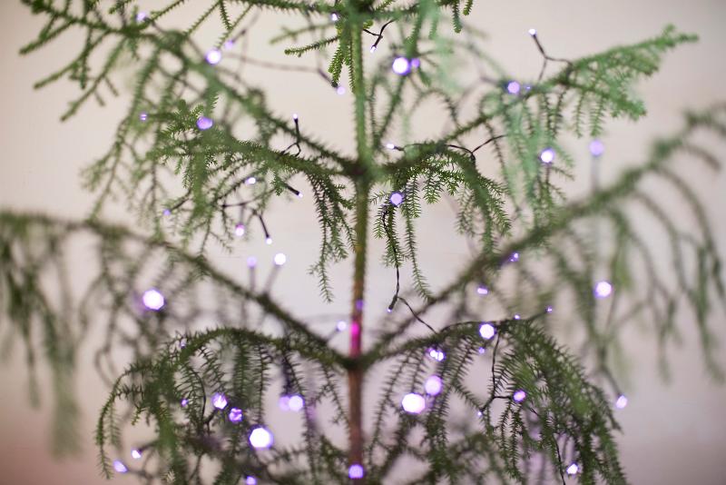 Free Stock Photo: close up of purple fairy lights on a christmas tree