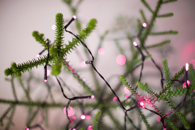 Free Stock Photo: close up on christmas tree branches and red fairy lights