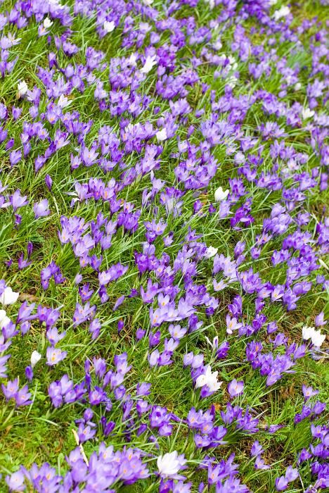 Free Stock Photo: Beautiful carpet of blue flowering spring crocuses in amongst green grass