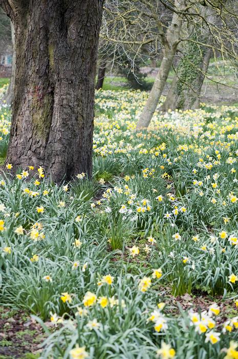 Free Stock Photo: Carpet of cheerful yellow daffodils amongst the woodland tress in spring