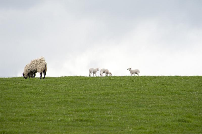 Free Stock Photo: Grazing sheep with young lambs on the skyline of a lush green spring pasture