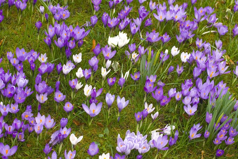 Free Stock Photo: Springtime flowering of the beautiful blue and white crocus bulbs in grassy meadow..