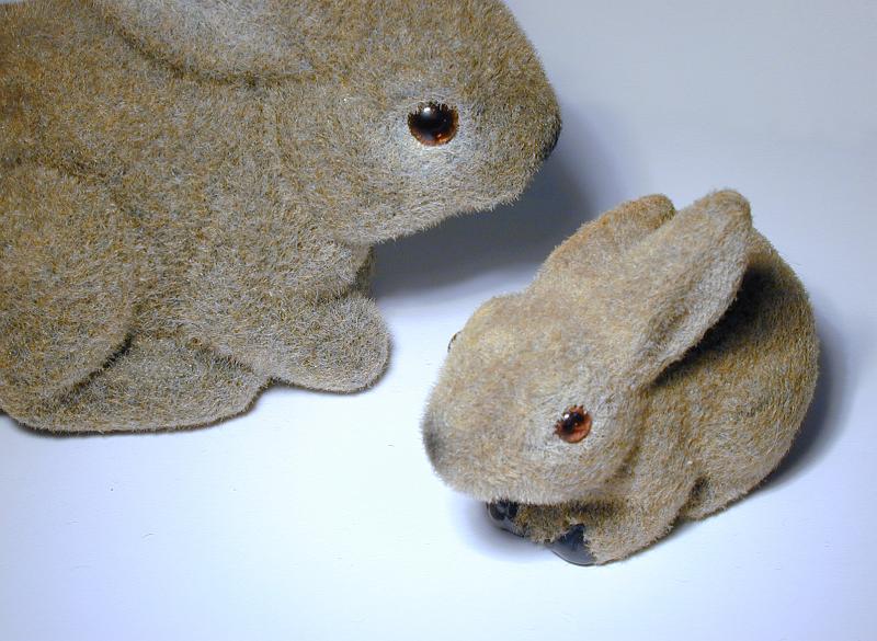 Free Stock Photo: a pair of easter bunnies on a white background