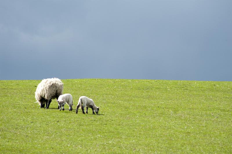 Free Stock Photo: A mother ewe grazing with her twin lambs in lush green pasture.