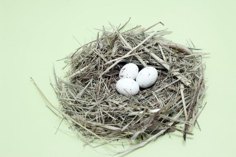 Free Stock Photo: Nest of straw with three speckled eggs, studio on green