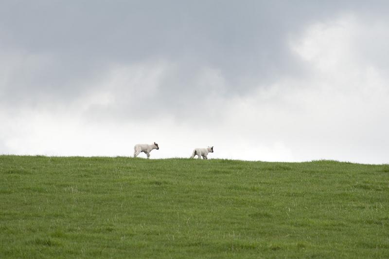 Free Stock Photo: Two playful lambs running along the top of a hill against a cloudy sky