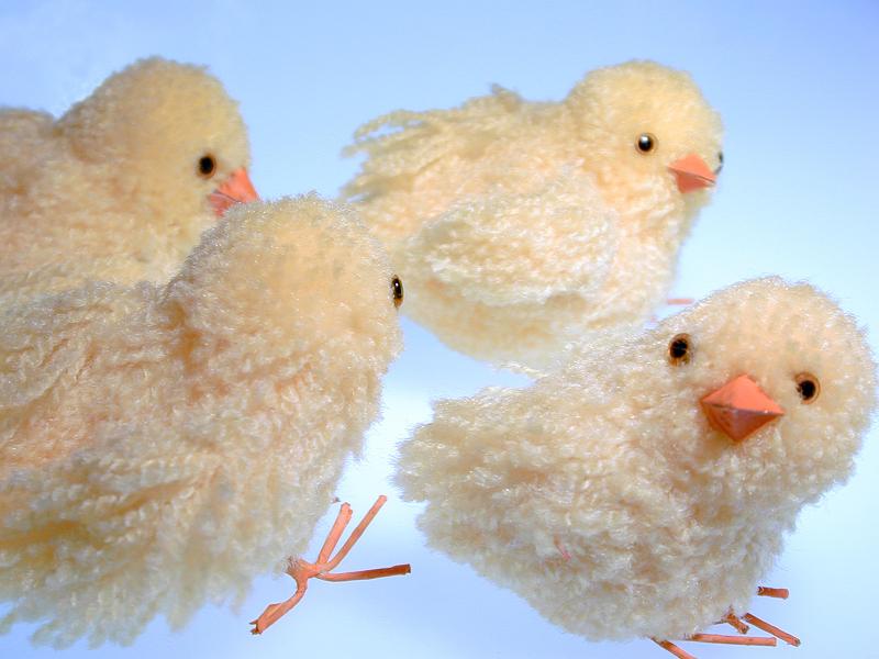 Free Stock Photo: decorative brood of spring chickens made from wool