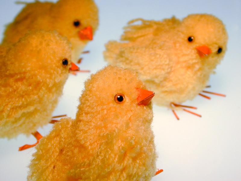 Free Stock Photo: decorative easter chickens on a white background
