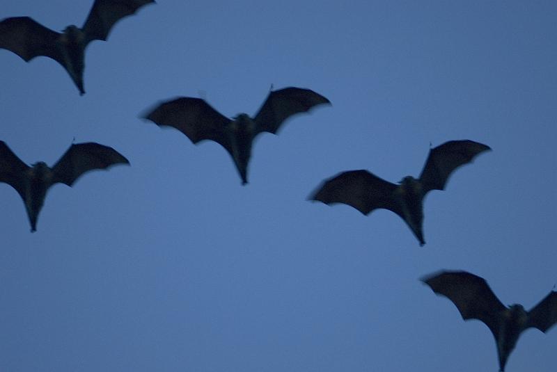 Free Stock Photo: formation of five flying bats against a dusk twilight sky