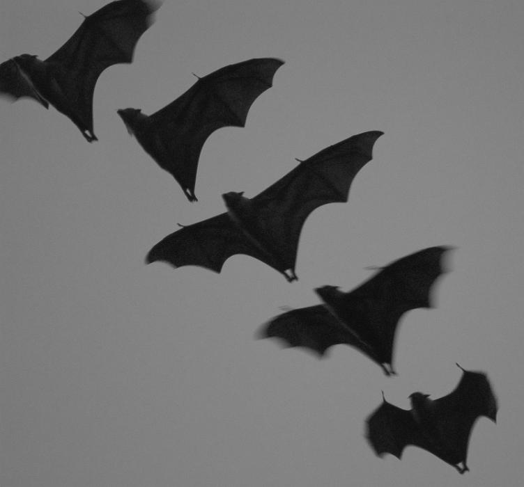 Free Stock Photo: formation of flying bats flying in a row on a grey background