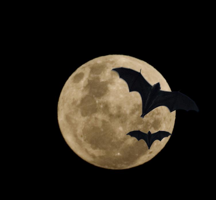Free Stock Photo: black sky and two bats silhouetted in front of the full moon
