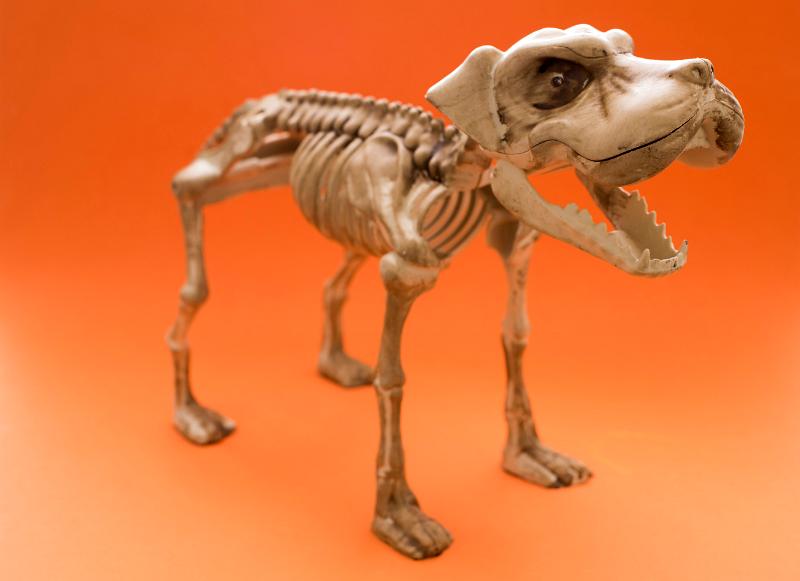 Free Stock Photo: a dog halloween skeleton decoration with mouth wide open barking