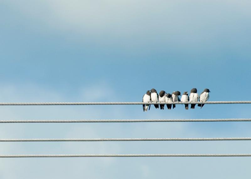 Free Stock Photo: 8 small birds perched on a power line, huddled together preening each other