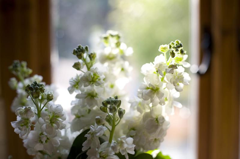 Free Stock Photo: an attractive arrangement of white stocks flowers
