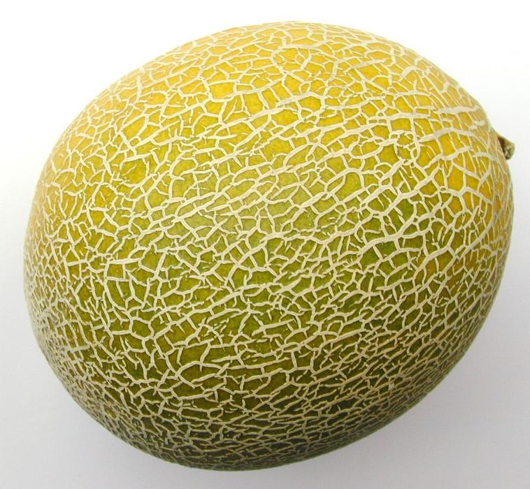 Free Stock Photo: Whole fresh sweet melon, honeydew melon or spanspek in a close up view showing the ridged rough texture of the skin over a white background