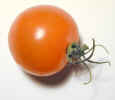 cherrytomato0752.jpg (324870 bytes)