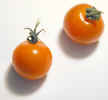 cherrytomatos0753.jpg (396520 bytes)