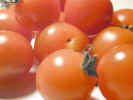 cherrytomatos0755.jpg (600932 bytes)